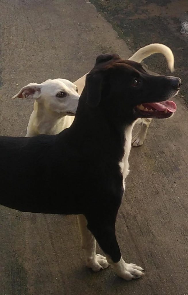 Labrador (Adoção Urgente)