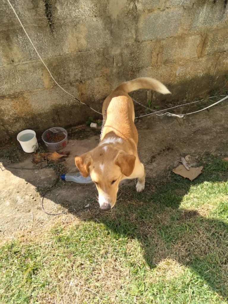 Cachorro (Adoção Urgente!)