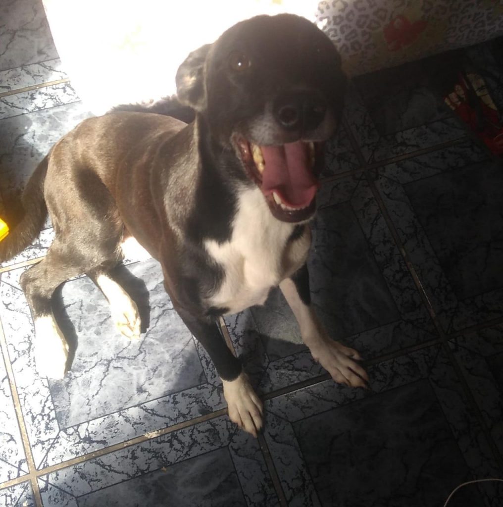 Labrador (Adoção Urgente)