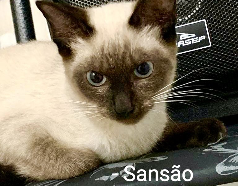 Sansão bb 5 meses