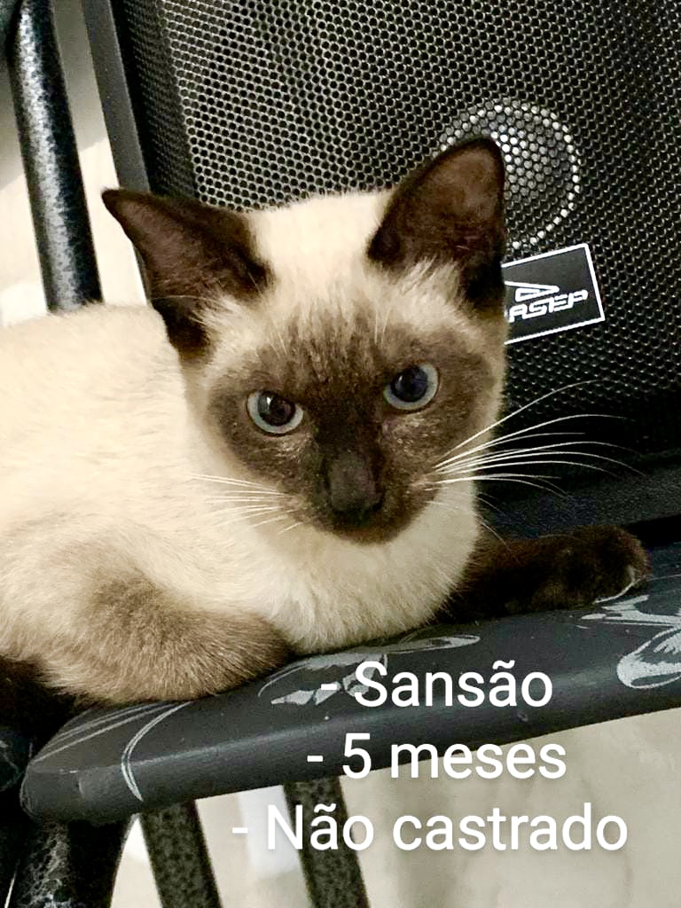 Sansão bb 5 meses