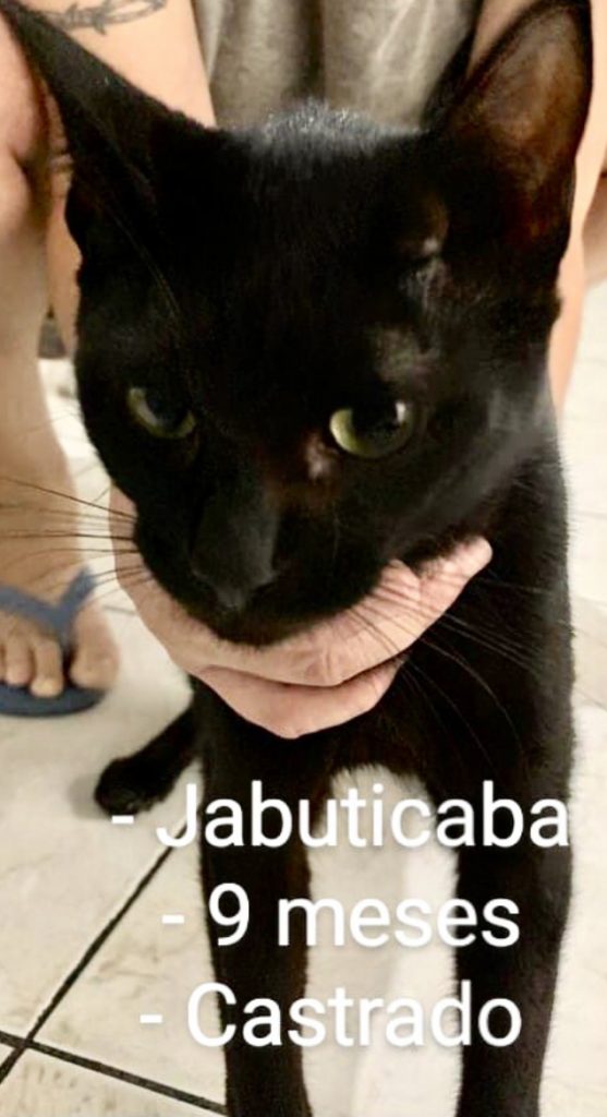 Jabuticaba lindo