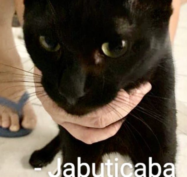 Jabuticaba lindo