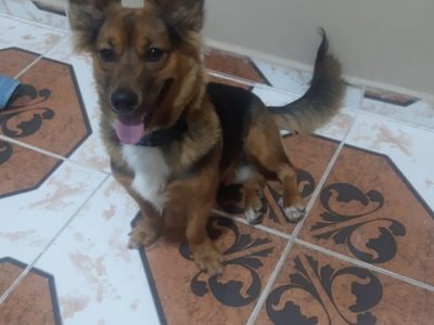 Cachorro (Adoção Urgente)