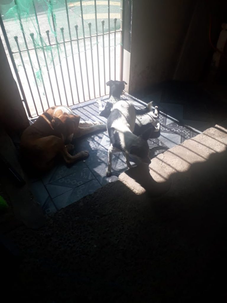 Cachorro (Adoção Urgente)