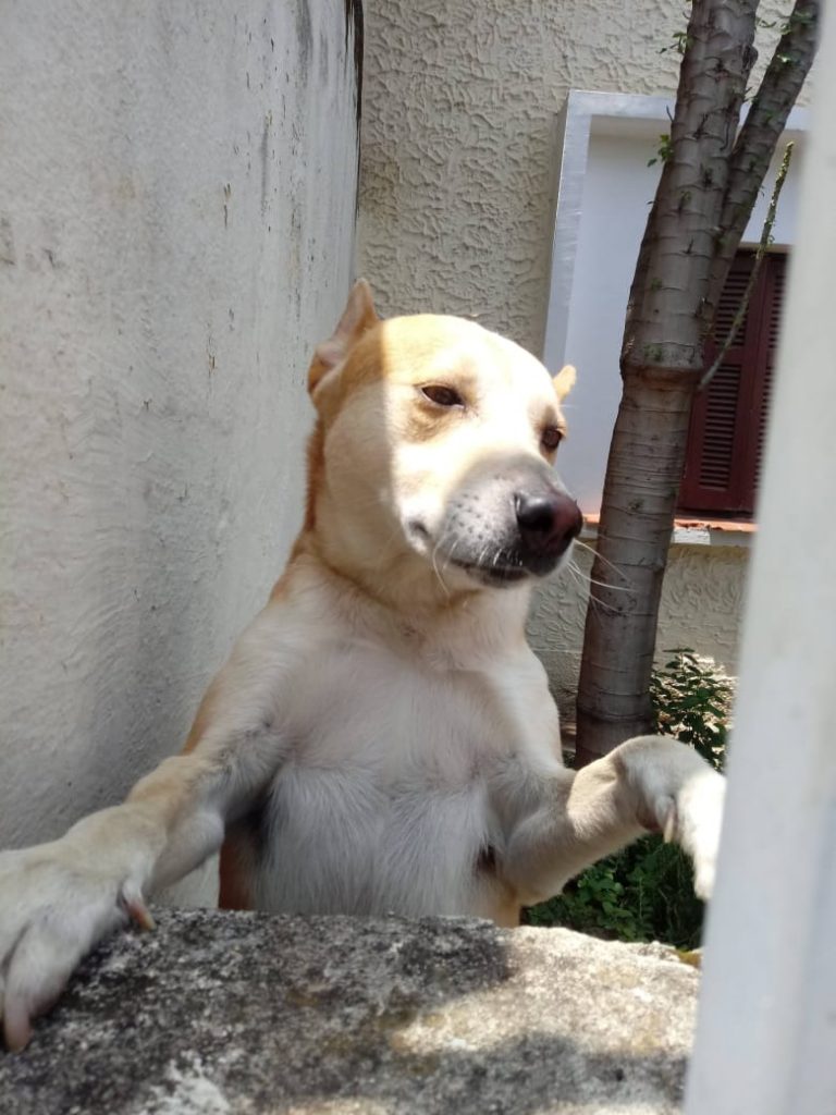 Trovão bonzinho
