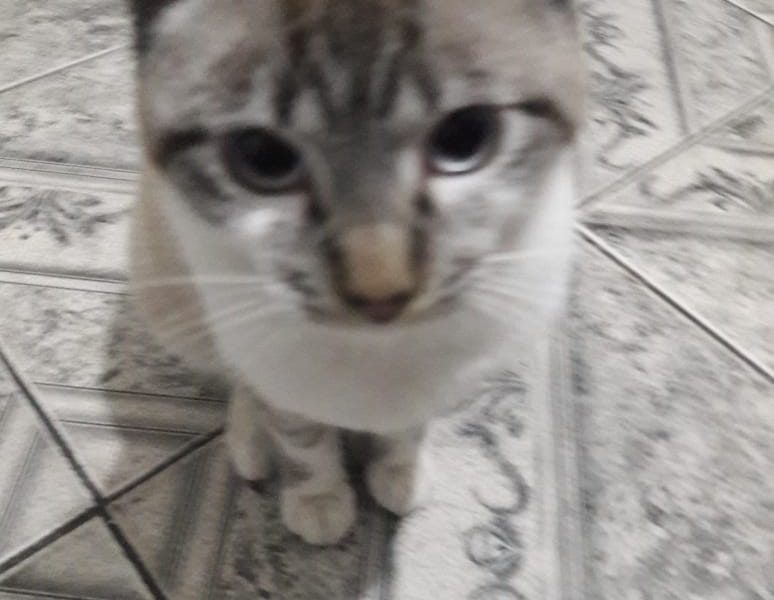 Gatinho