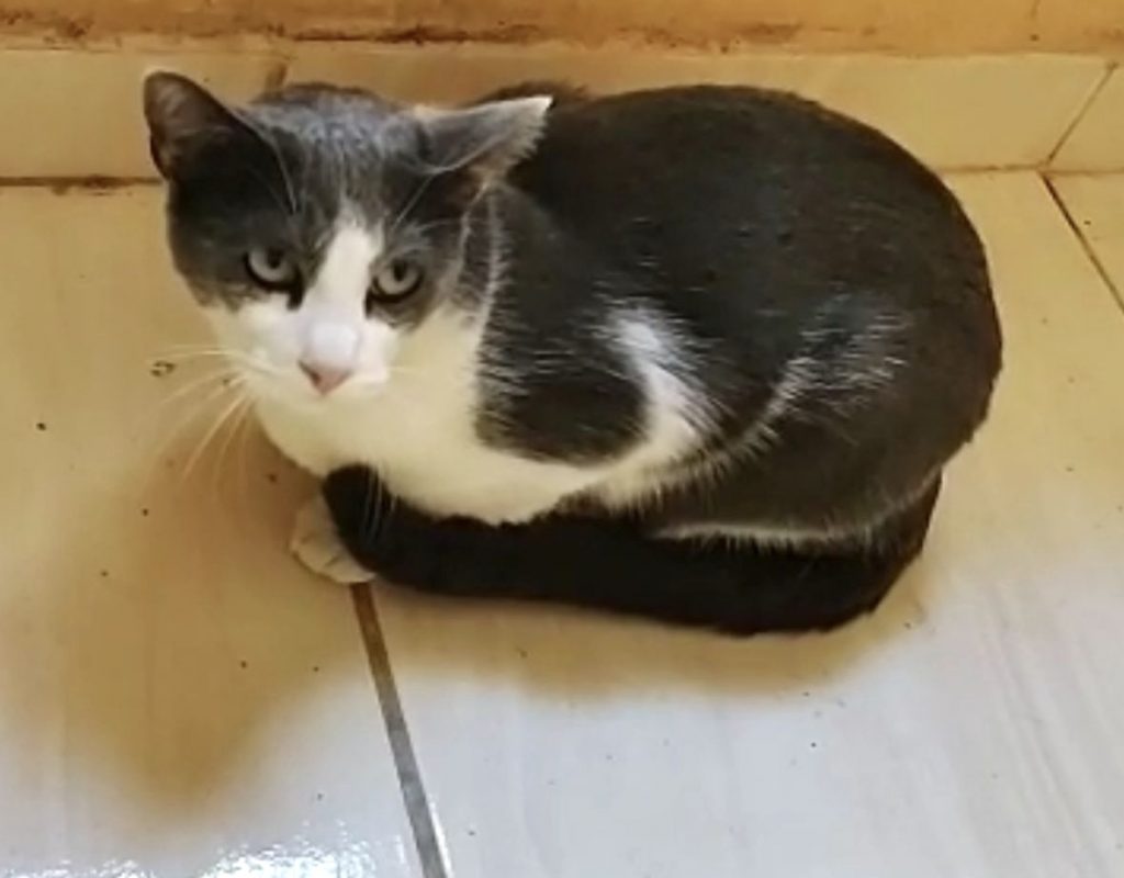 Fred lindo e muito bonzinho