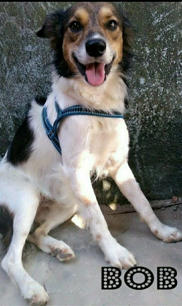 3 Animais para Adoção Urgente