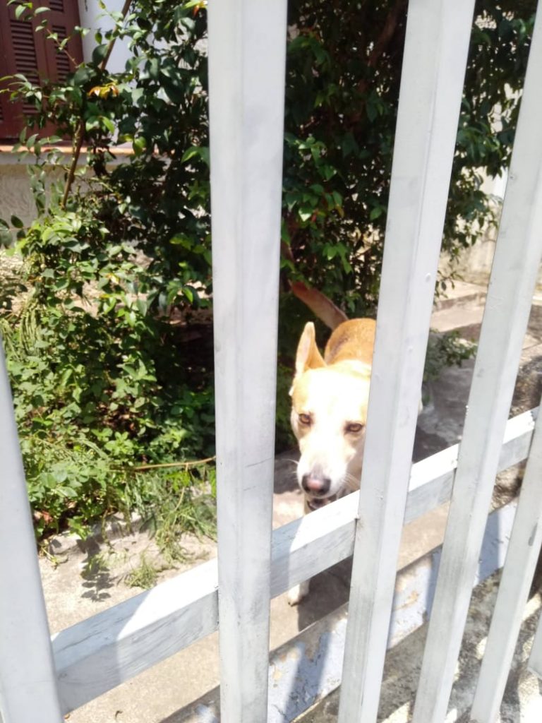 Trovão bonzinho