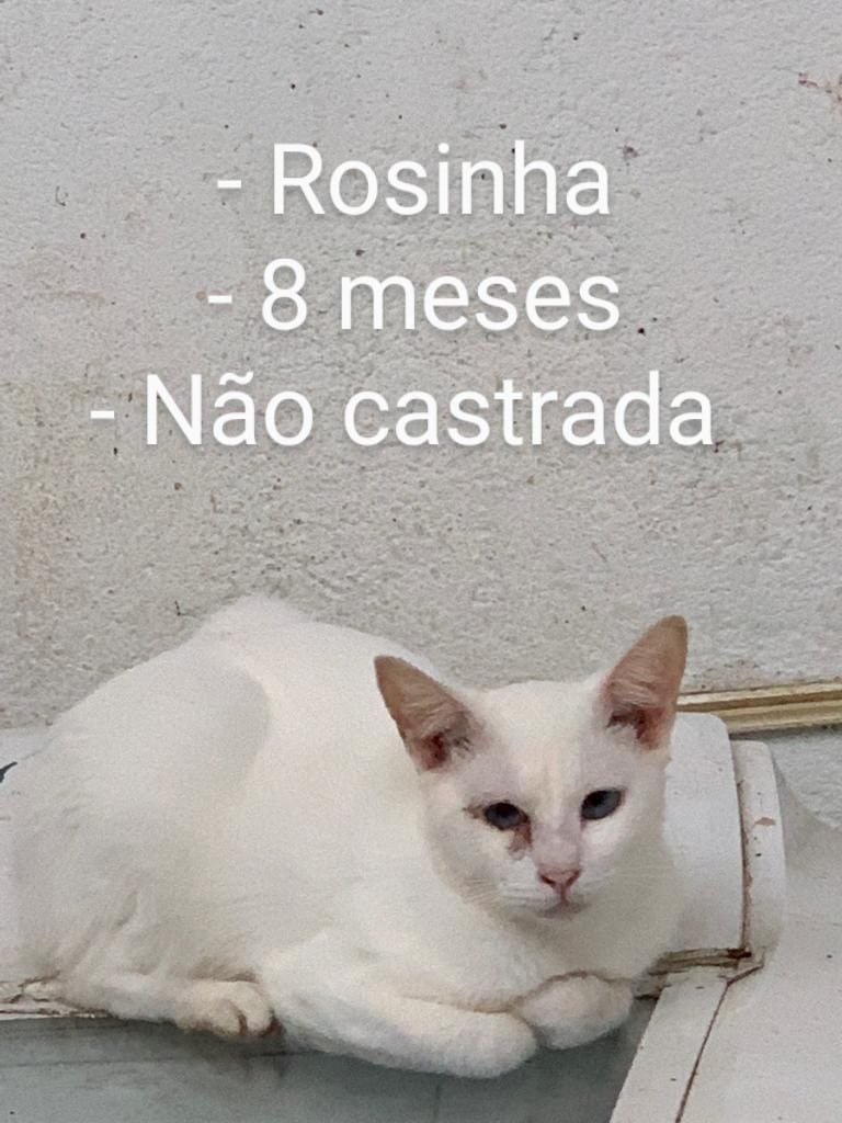 Rosinha bb 8 meses