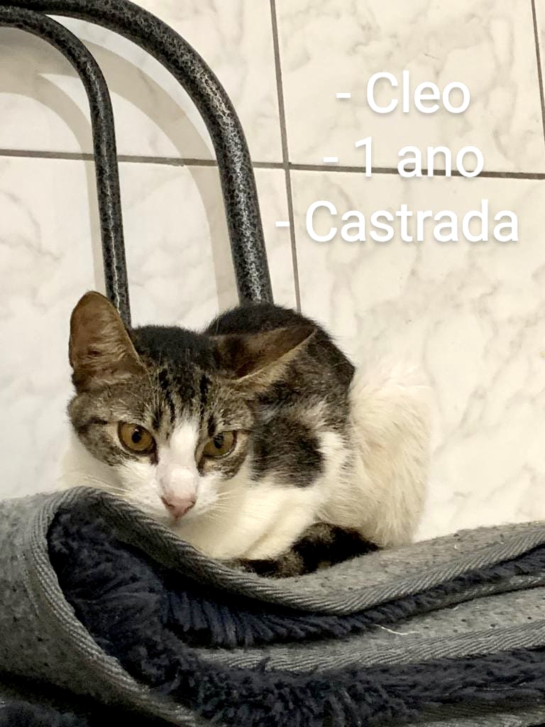 Cléo 1 aninho linda