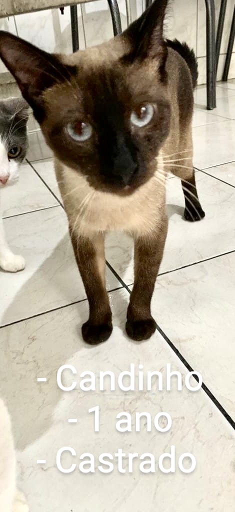 Candinho lindo 1 aninho