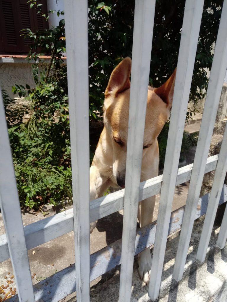 Trovão bonzinho
