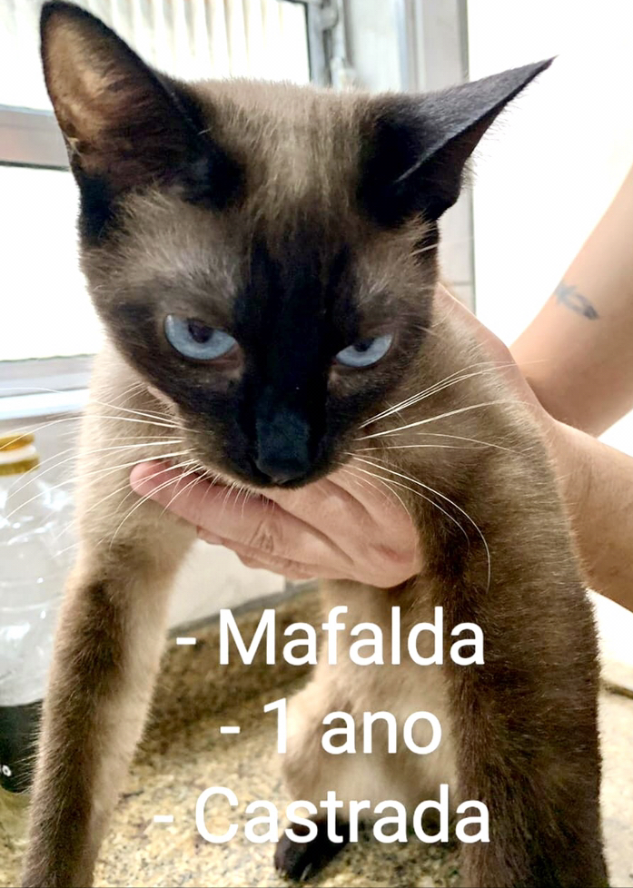 Mafalda 1 aninho