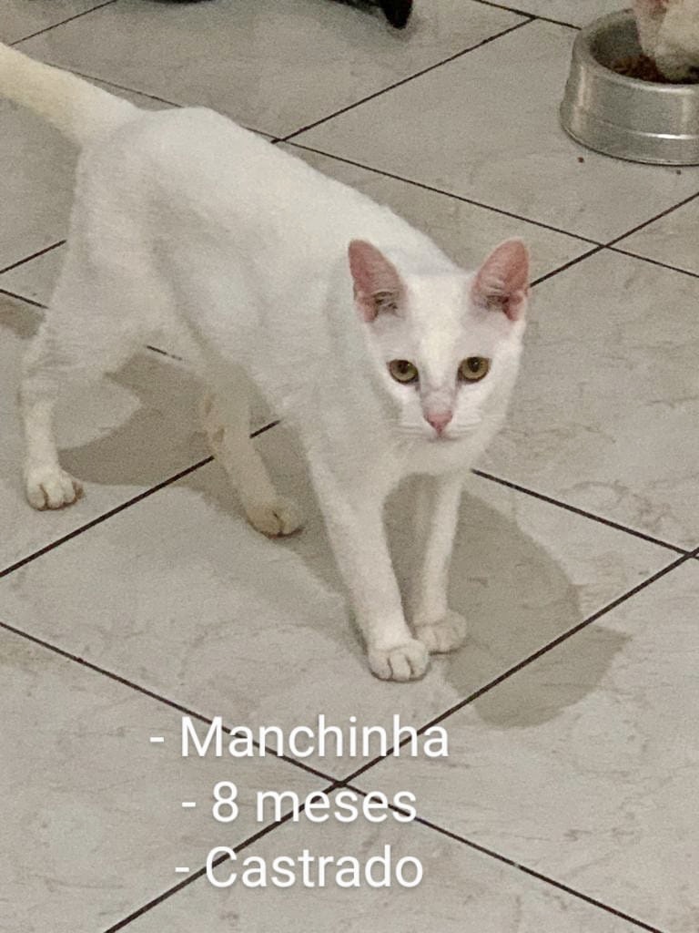 Manchinha bb 8 meses