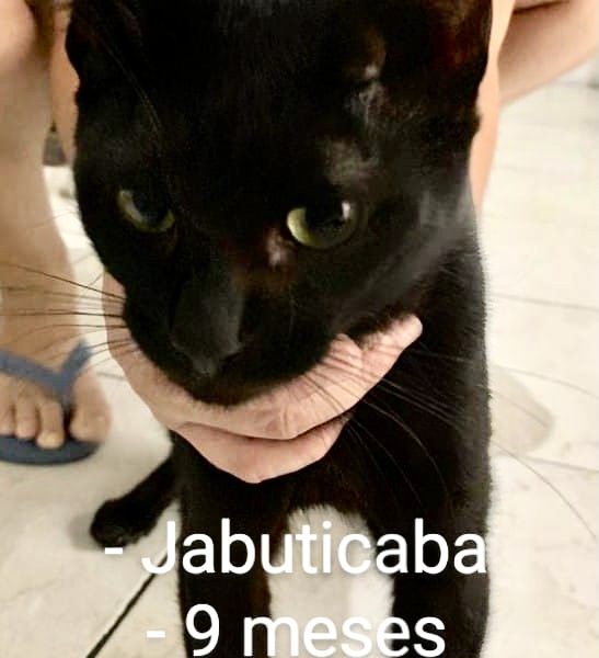 Jabuticaba lindo
