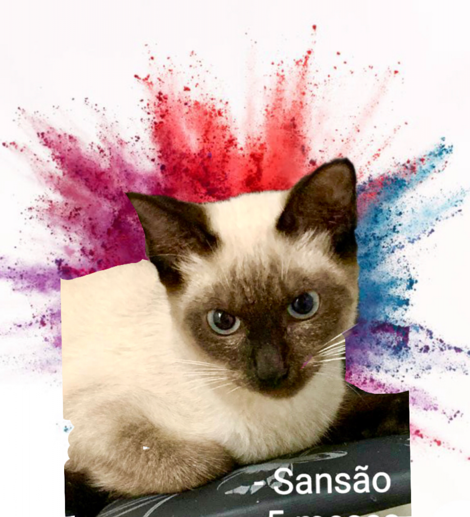 Sansão bb 5 meses