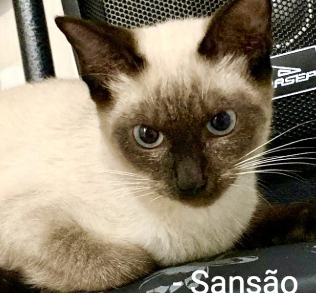 Sansão bb 5 meses