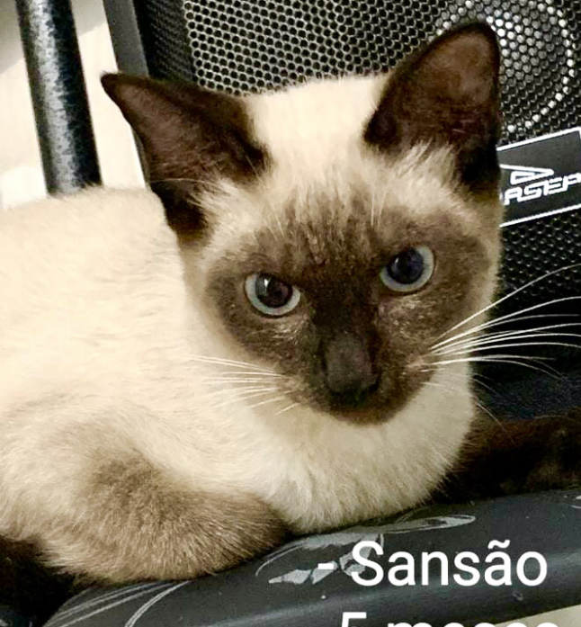 Sansão bb 5 meses