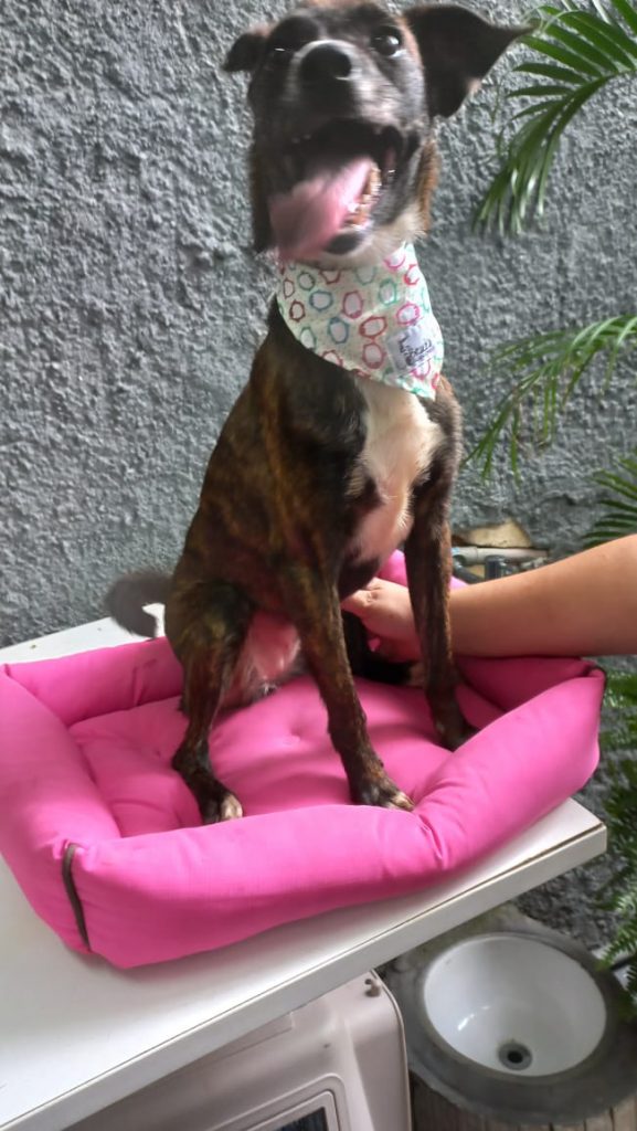 Molly bb8meses