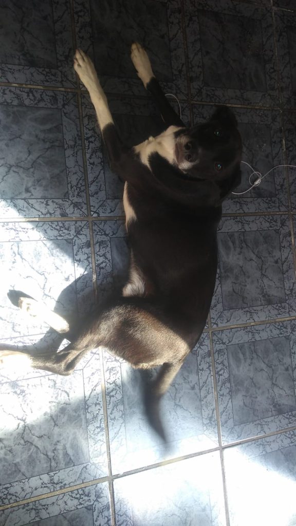 Labrador (Adoção Urgente)