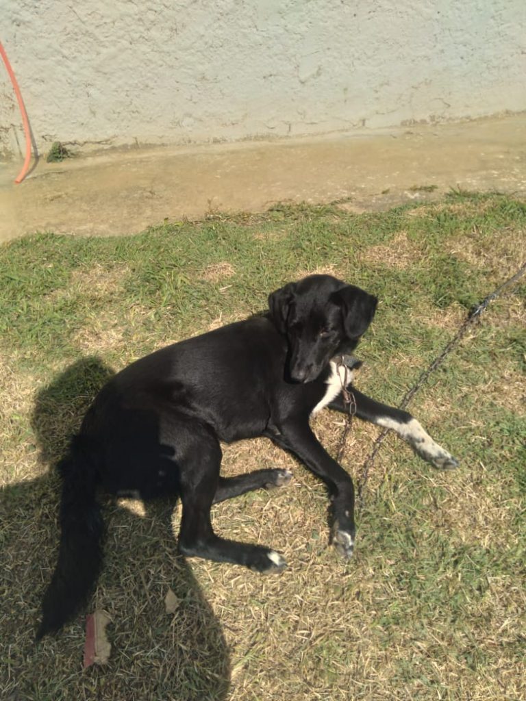 Cachorro (Adoção Urgente!)