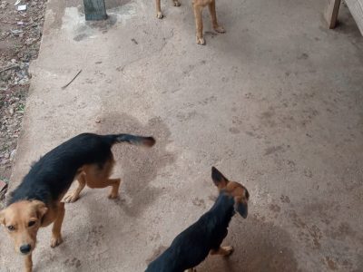 Cachorros (Adoção Urgente)