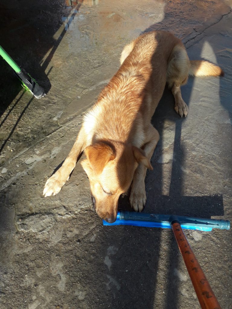 Simba (Adoção Urgente)