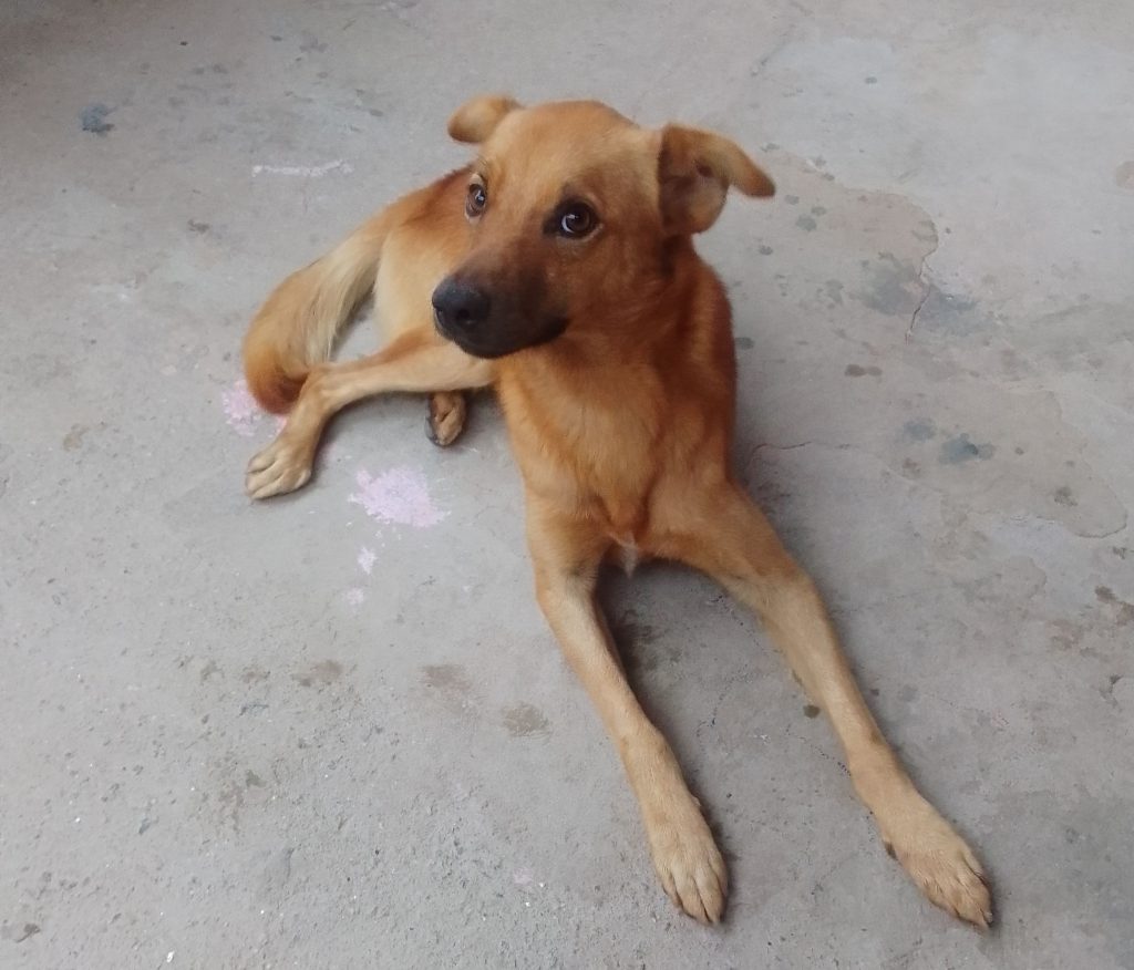Simba (Adoção Urgente)