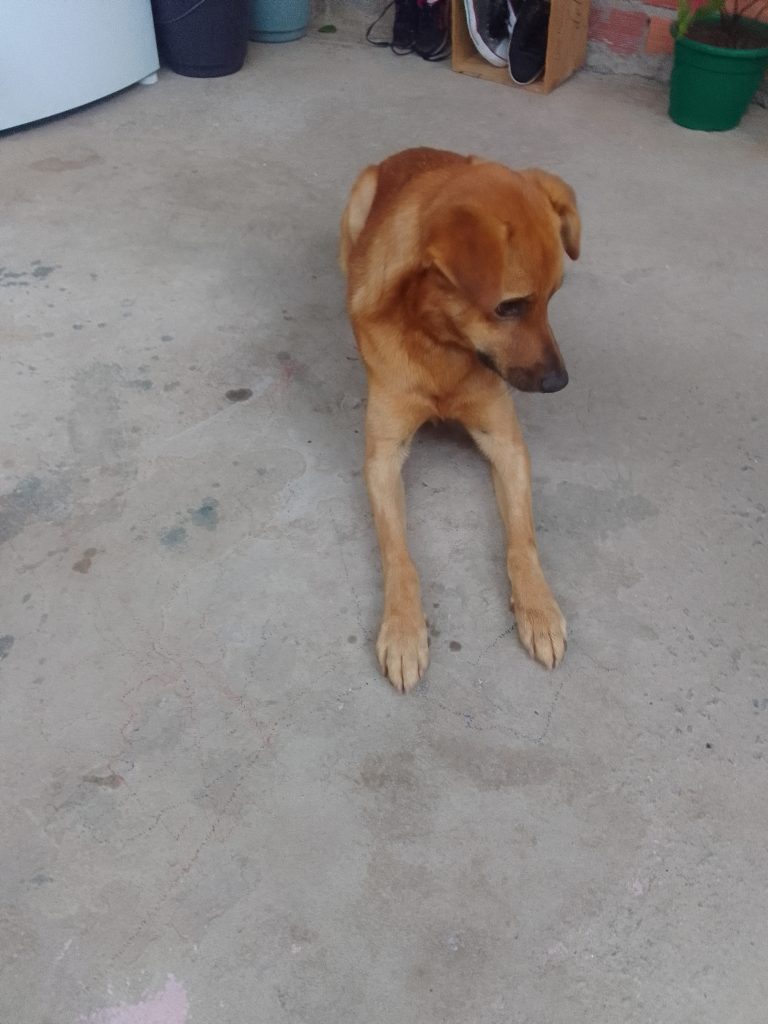 Simba (Adoção Urgente)