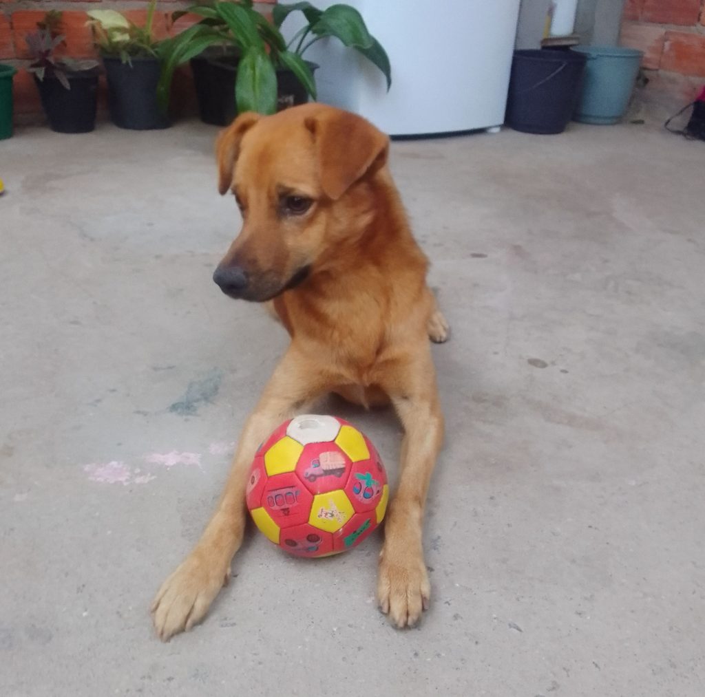 Simba (Adoção Urgente)