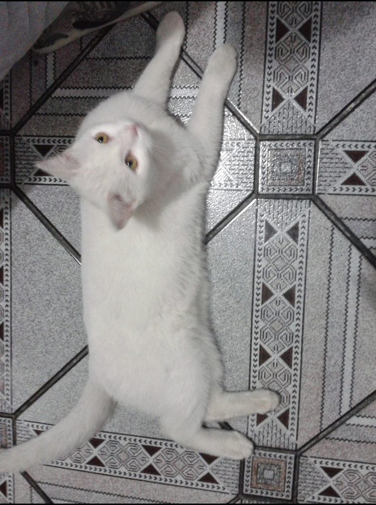 Esse é o Bebê