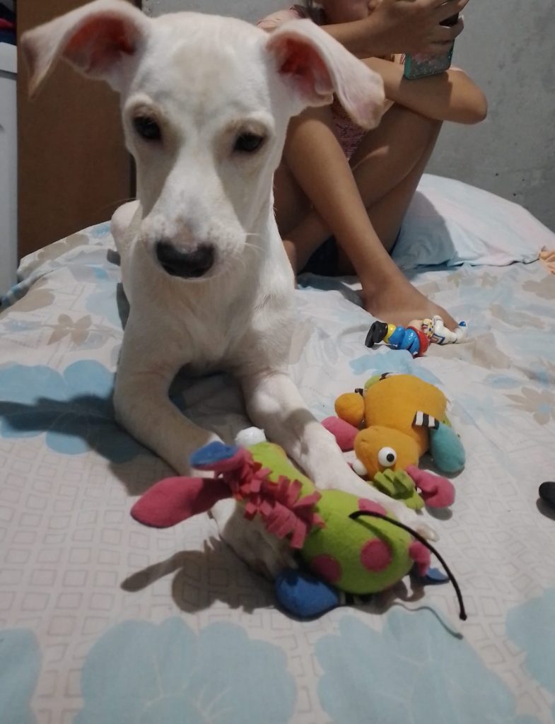 Cão (Adoção Urgente)