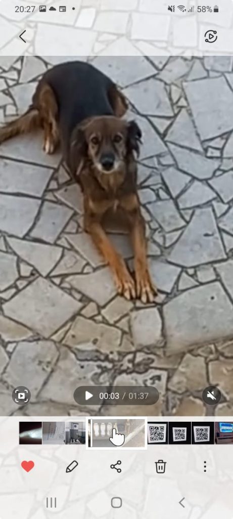 Jade (Adoção Urgente)