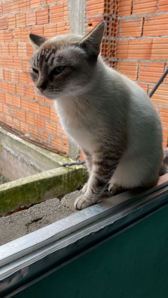 Gatos (Adoção Urgente)