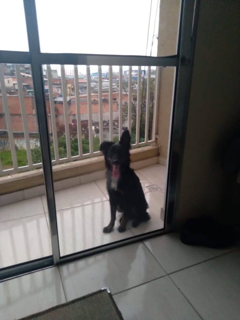 Preta (Adoção Urgente)