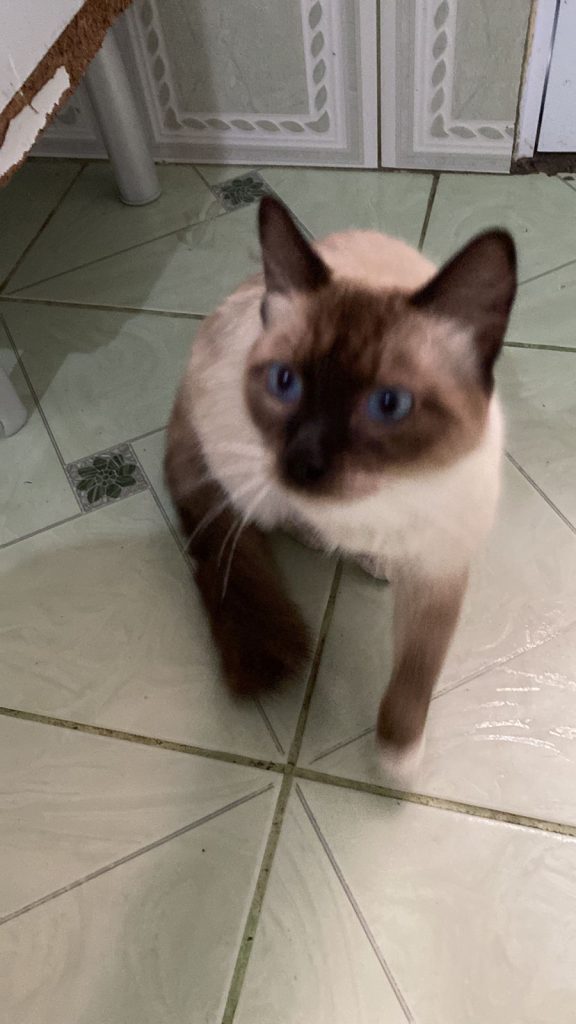 Gatos (Adoção Urgente)