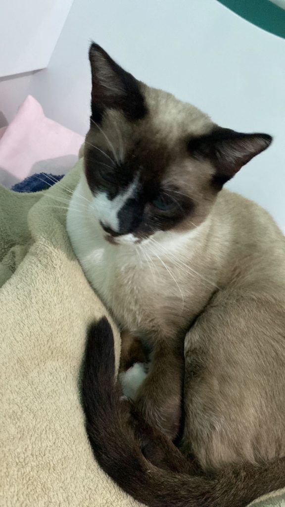 Gatos (Adoção Urgente)
