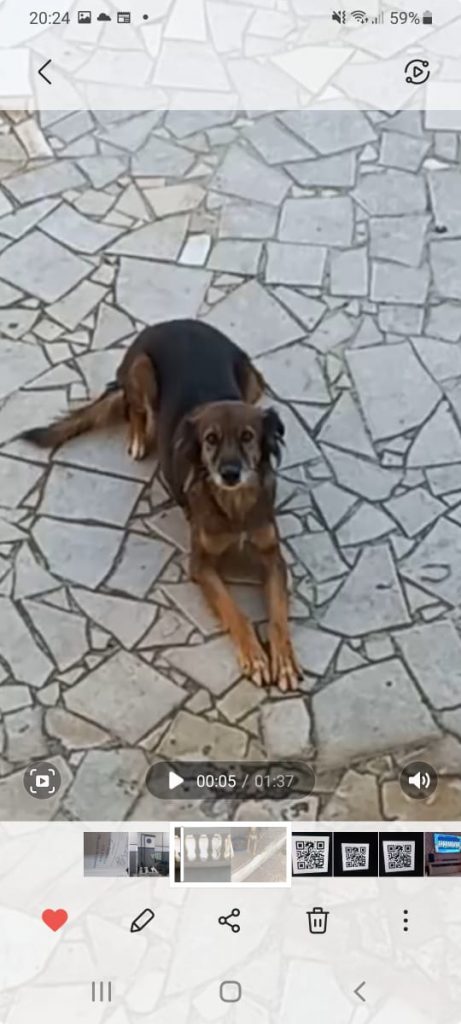 Jade (Adoção Urgente)