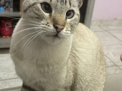 Gatinho (Adoção Urgente)