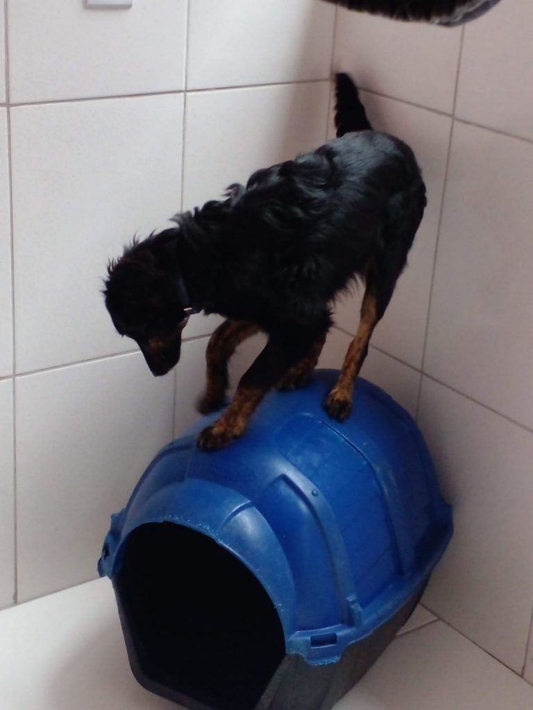 Preta (Adoção Urgente)