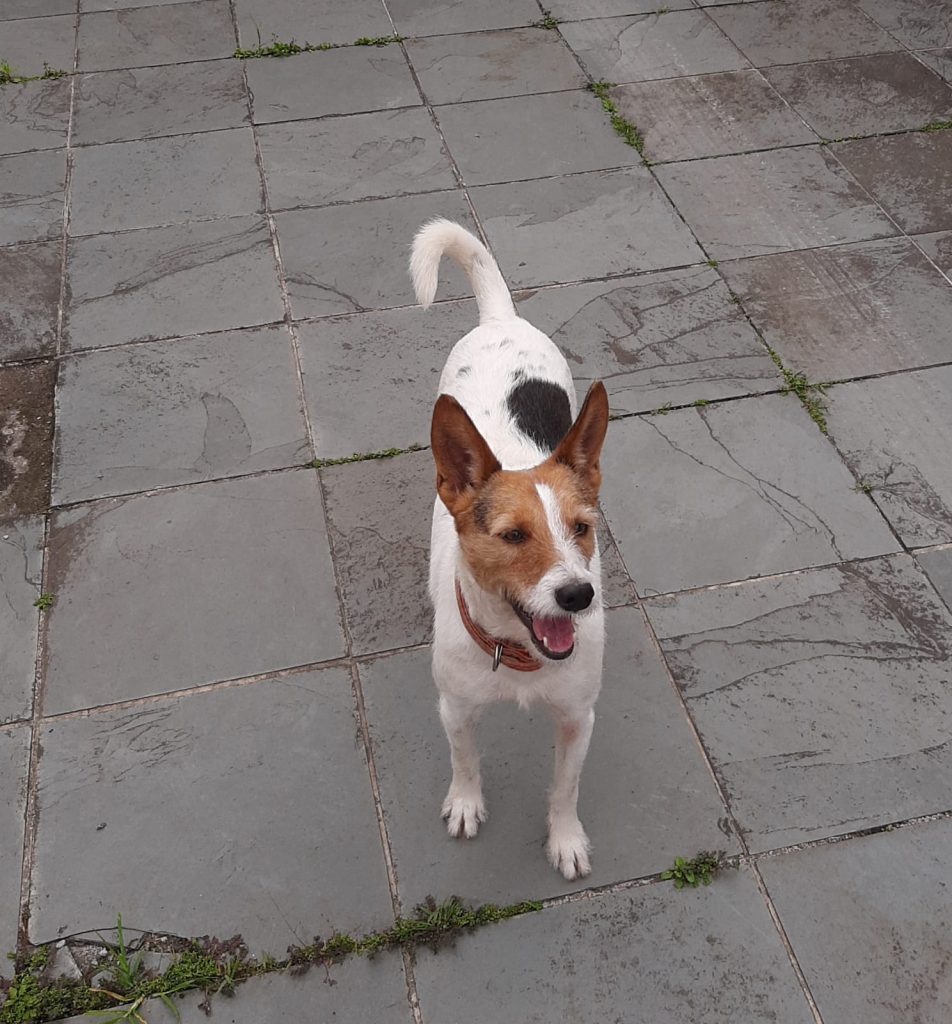 Cão (Adoção Urgente)