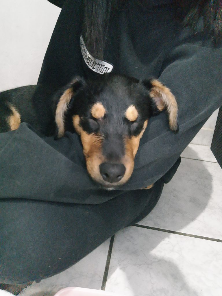 Cão (Adoção Urgente)