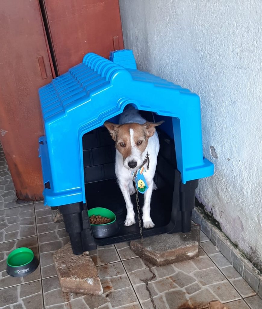 Cão (Adoção Urgente)