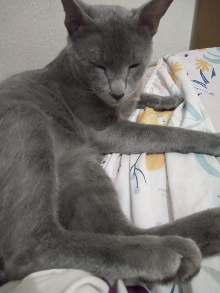 Tom (Adoção Urgente)