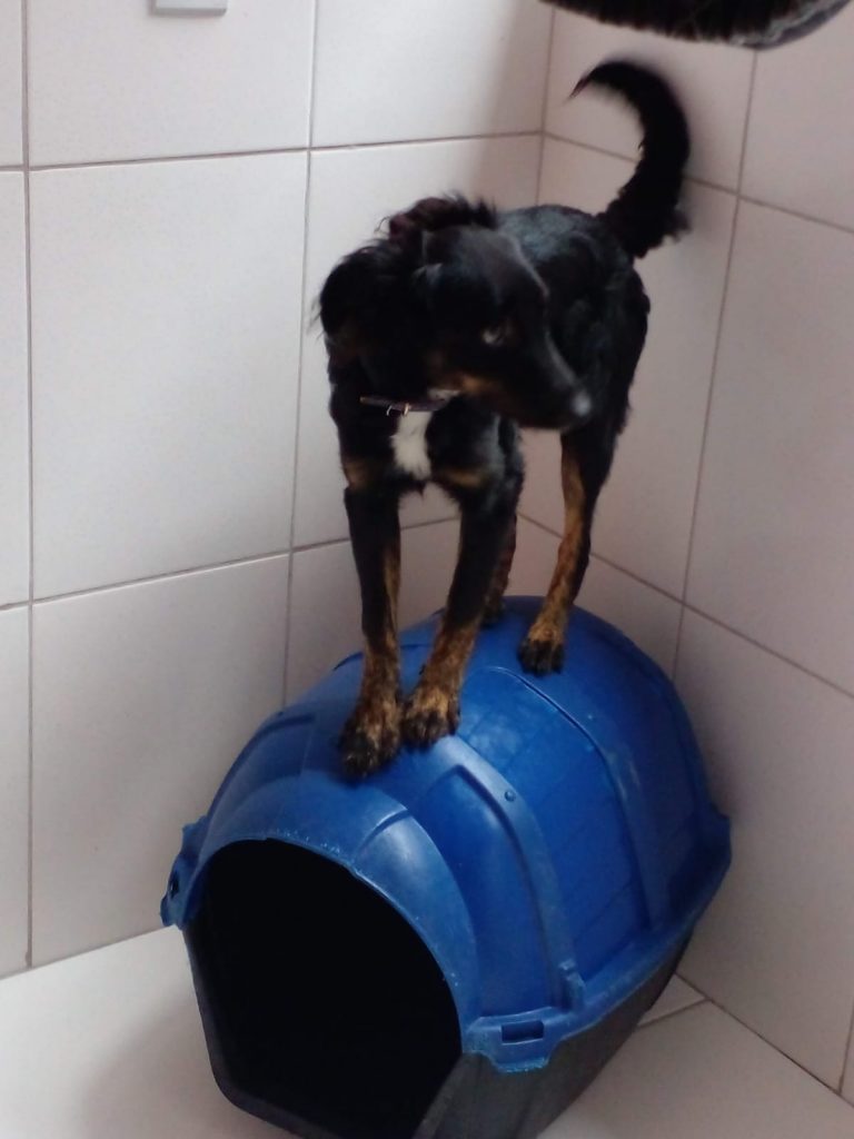 Preta (Adoção Urgente)