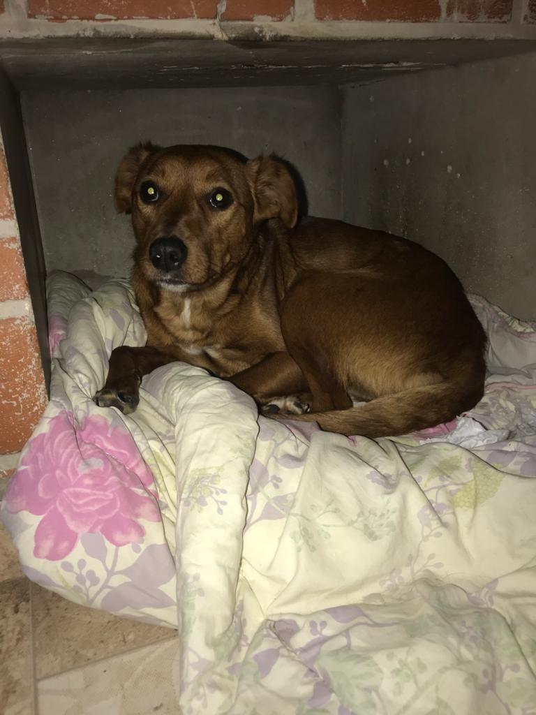 Cão SRD (Adoção Urgente)