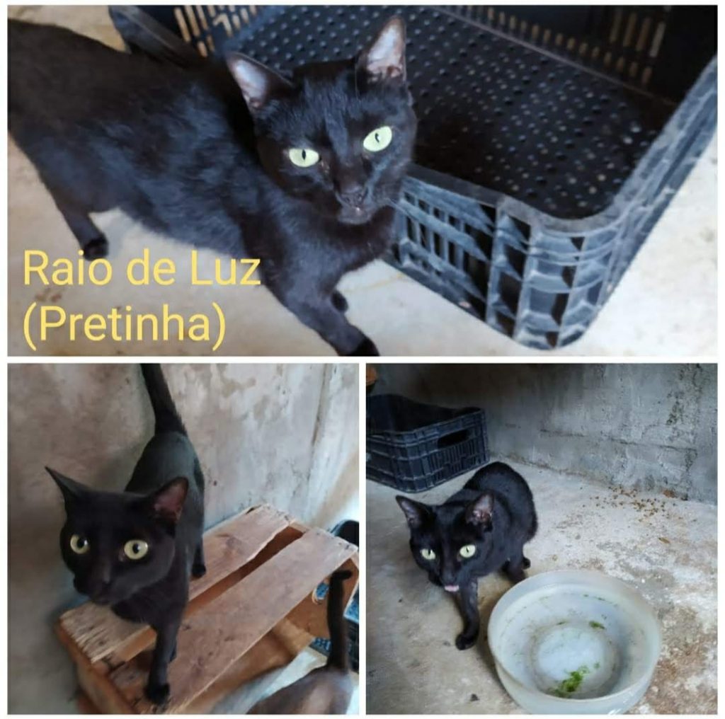 8 Gatinhos (Adoção Urgente)