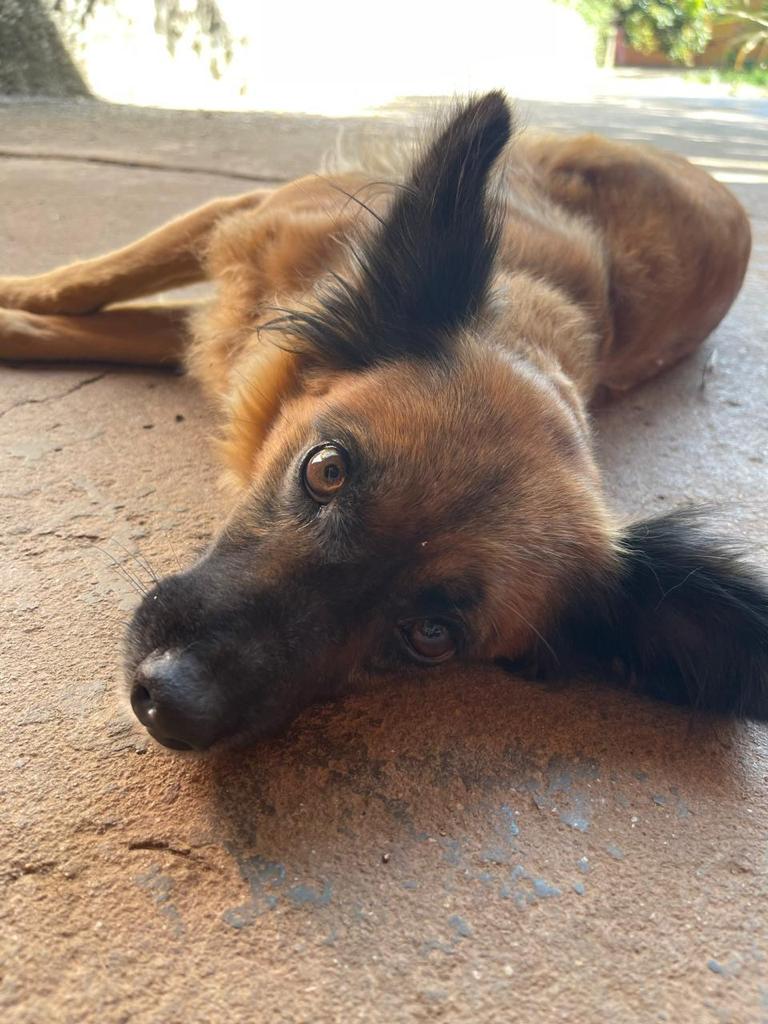 10 Cães (Adoção Urgente)